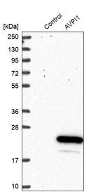 AVPI1 Antibody in Western Blot (WB)