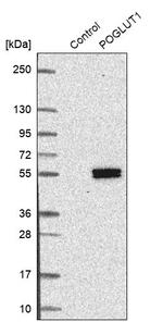 POGLUT1 Antibody in Western Blot (WB)