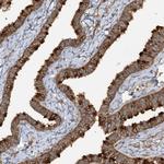 TRAF3IP1 Antibody in Immunohistochemistry (IHC)