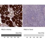 PBLD Antibody