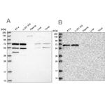 SIAE Antibody in Western Blot (WB)