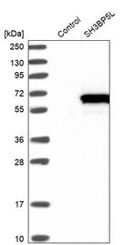 3BP5L Antibody in Western Blot (WB)