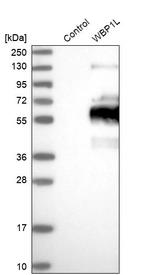 WBP1L Antibody in Western Blot (WB)