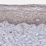 WDR48 Antibody in Immunohistochemistry (IHC)