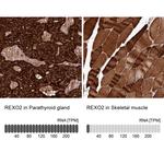 REXO2 Antibody