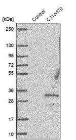 C11orf70 Antibody in Western Blot (WB)