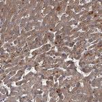 UNC93B1 Antibody in Immunohistochemistry (IHC)