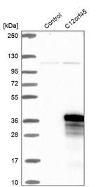 C12orf45 Antibody in Western Blot (WB)