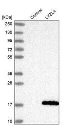 LYZL4 Antibody in Western Blot (WB)