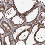 FBXW8 Antibody in Immunohistochemistry (IHC)