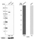 MAP6 Antibody in Western Blot (WB)