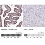 BANF1 Antibody