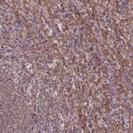 TAZ Antibody in Immunohistochemistry (IHC)