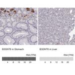 B3GNT6 Antibody