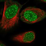 RSRC2 Antibody in Immunocytochemistry (ICC/IF)