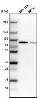 CSTF3 Antibody in Western Blot (WB)