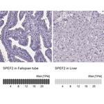 SPEF2 Antibody in Immunohistochemistry (IHC)