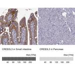 CREB3L3 Antibody