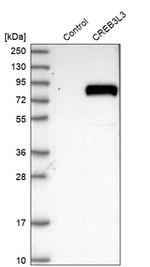 CREB3L3 Antibody in Western Blot (WB)