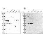 POLR2C Antibody in Western Blot (WB)