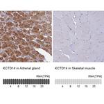 KCTD14 Antibody