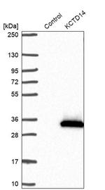 KCTD14 Antibody in Western Blot (WB)