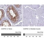 CIAPIN1 Antibody