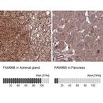 FAM96B Antibody