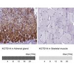 KCTD14 Antibody