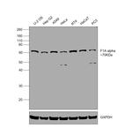 F1A alpha Antibody in Western Blot (WB)