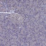 CEND Antibody in Immunohistochemistry (IHC)