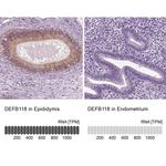 DEFB118 Antibody in Immunohistochemistry (IHC)