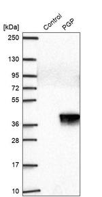 PGP Antibody in Western Blot (WB)