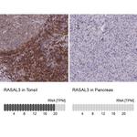 RASAL3 Antibody in Immunohistochemistry (IHC)