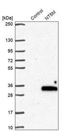 NT5M Antibody in Western Blot (WB)