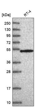 RNPS1 Antibody in Western Blot (WB)