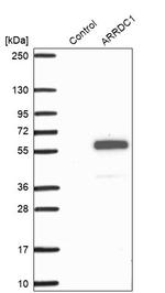 ARRDC1 Antibody in Western Blot (WB)