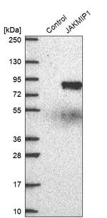 JAKMIP1 Antibody in Western Blot (WB)