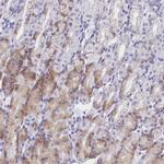 TMEM97 Antibody in Immunohistochemistry (IHC)