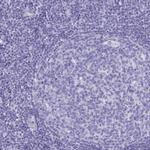 TMEM97 Antibody in Immunohistochemistry (IHC)