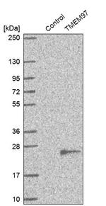 TMEM97 Antibody in Western Blot (WB)