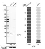 BRP44L Antibody