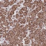 C9orf142 Antibody in Immunohistochemistry (IHC)