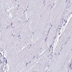 C9orf142 Antibody in Immunohistochemistry (IHC)