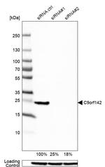 C9orf142 Antibody in Western Blot (WB)