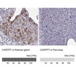 CARTPT Antibody in Immunohistochemistry (IHC)
