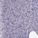 CARTPT Antibody in Immunohistochemistry (IHC)