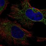 PDHA2 Antibody in Immunocytochemistry (ICC/IF)