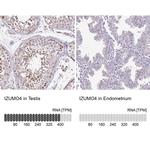 IZUMO4 Antibody in Immunohistochemistry (IHC)