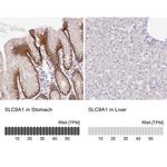 Nhe-1 Antibody